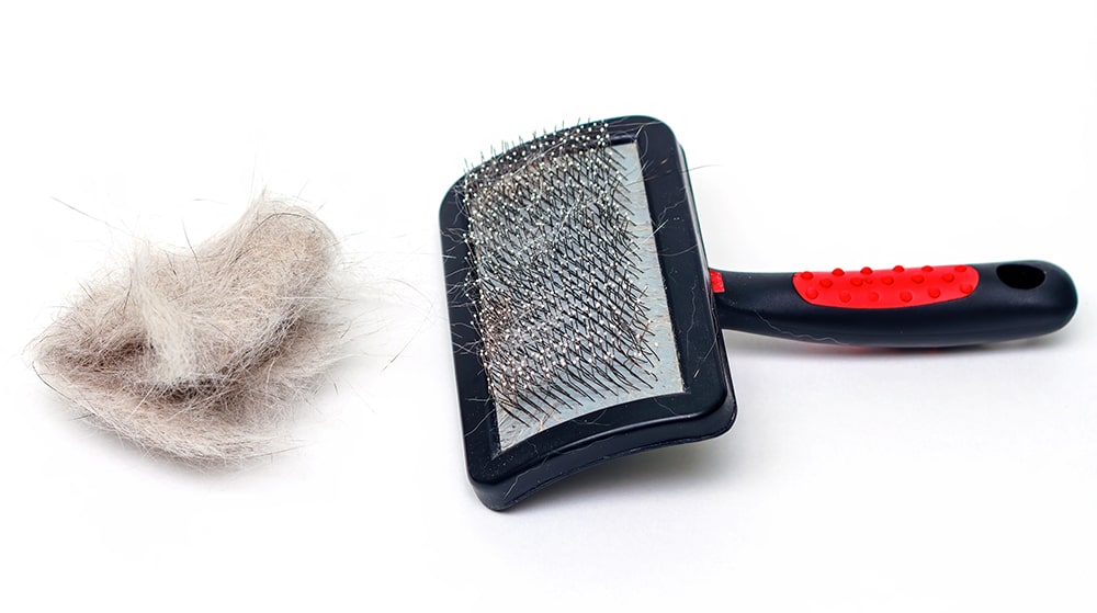 slicker brush, grooming schedule for dog, how often should i brush my dog