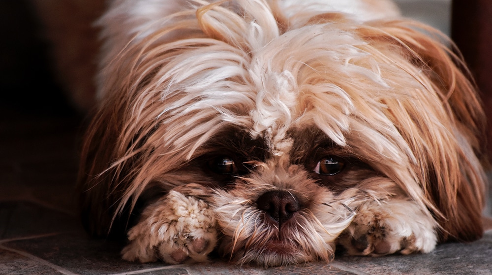 do blind dogs get depressed, signs your dog is going blind, pet grooming near me