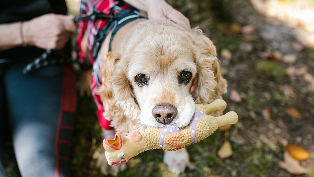 don't put blind dog down, blind dogs can live happy lives