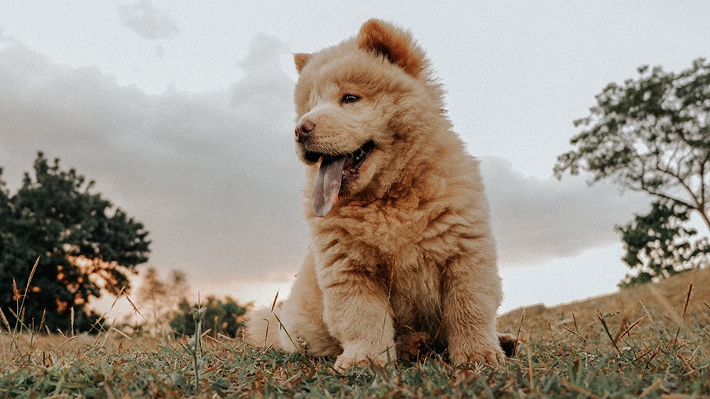 what breeds are susceptible to blindness, chow chow blindness