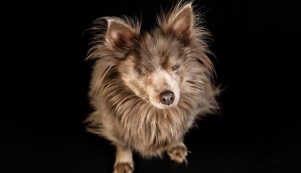 This blind Pomeranian with diabetes needs a new home - can you