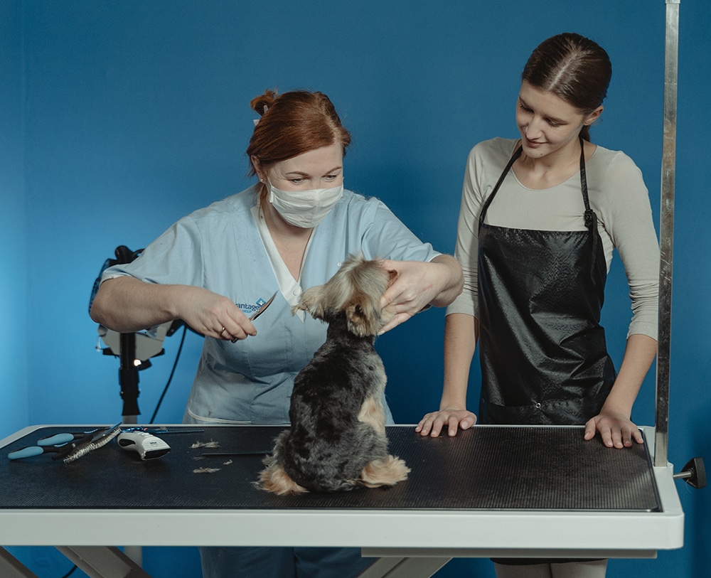 building skills in pet grooming, how does a pet groomer become an expert, should a dog groomer continue their education