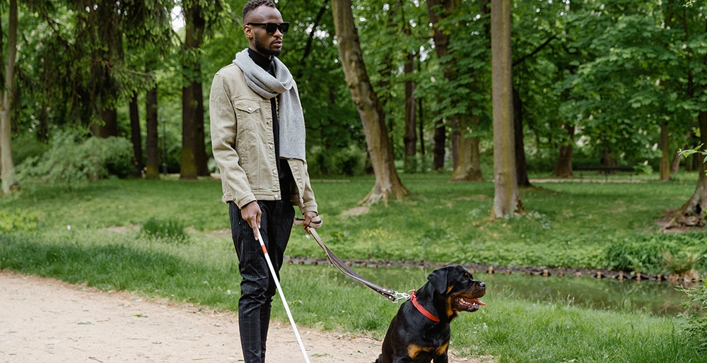 seeing eye dog, guide dog, service dog for visually impaired and blind, dog grooming near me