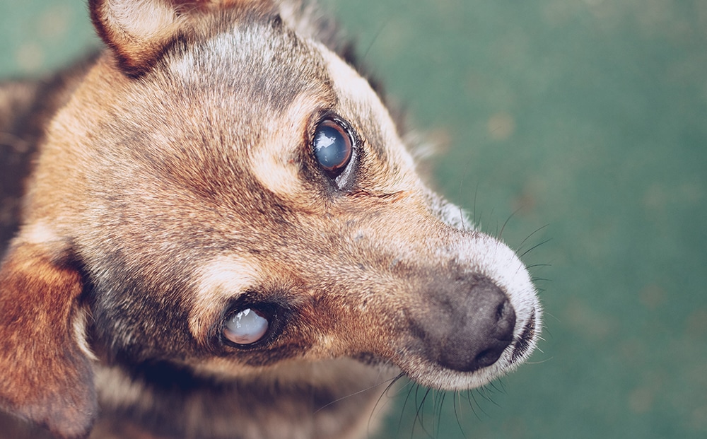 blind dog, cataracts in dogs