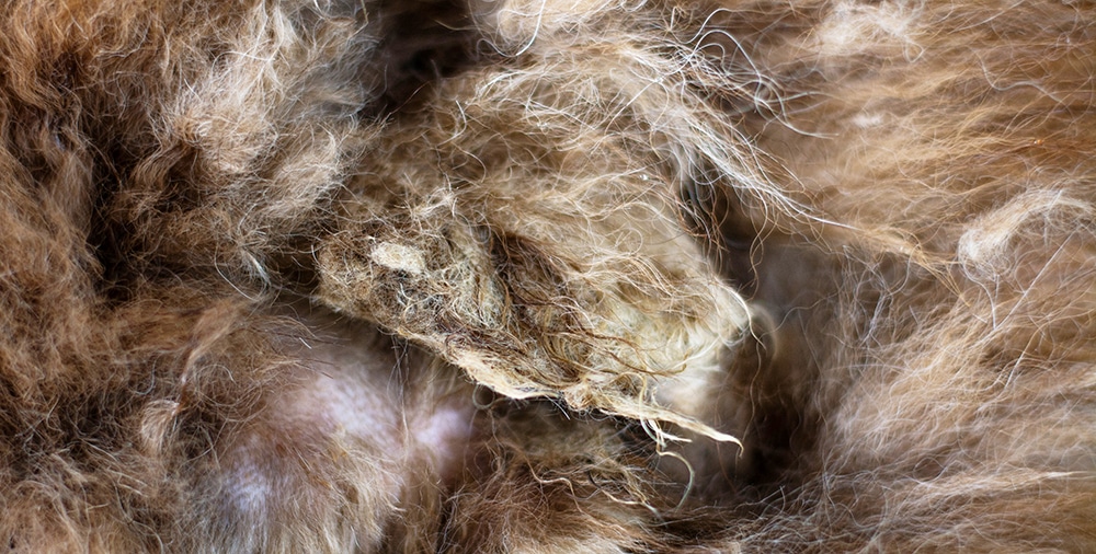 matted dog hair, what is matted fur on dogs, dog grooming near me
