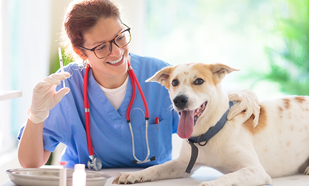 pet vaccinations, what vaccinations should my pet get