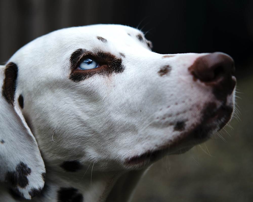 dalmatian deaf dog, what breeds are common with deafness in dogs, dog grooming near me