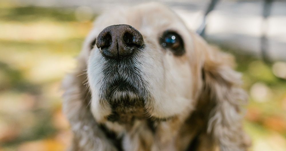 are a deaf dog's nose more powerful, how to care for a deaf dog