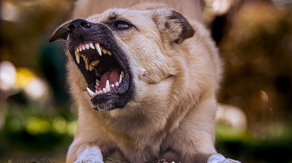 puppy mill behaviors in dogs, aggressive behaviors in puppy mill puppies, pet grooming near me