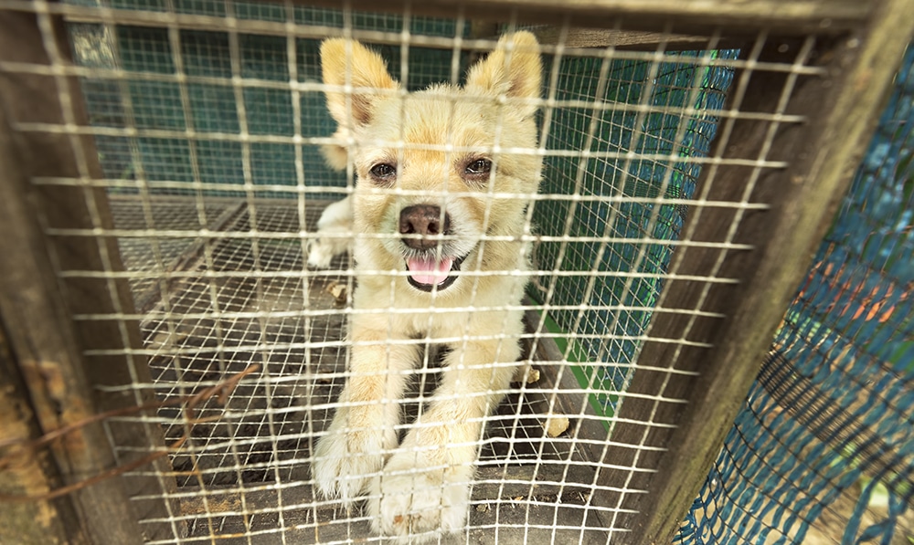 how to stop puppy mills, are puppy mills good, are puppy mills bad
