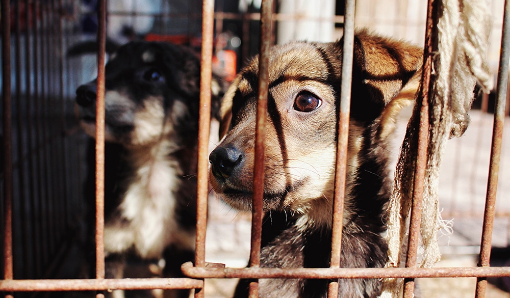 puppies in puppy mills, dog grooming near, dog nail trimming near me