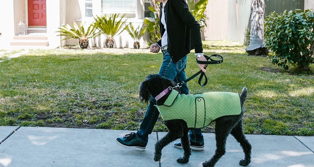 exercise a malnourished pet, dog nail trims near me