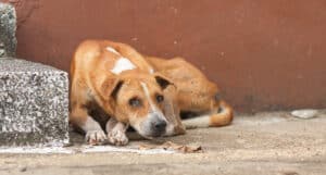 malnourished cat, malnourished dog, how to help a malnourished animal
