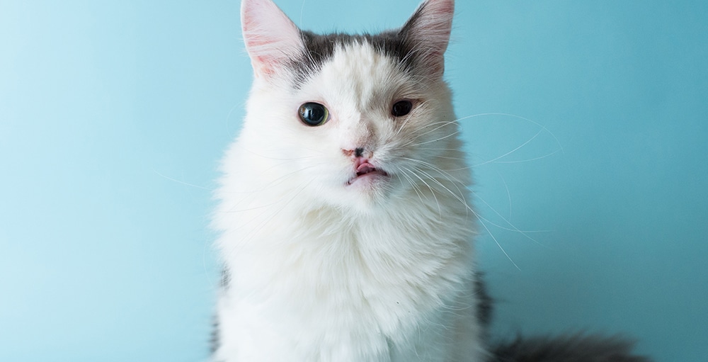 cat with cleft palate, what is a cleft palate, how to treat a cleft palate, dog grooming near me