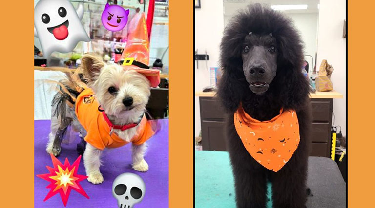 different animal halloween costumes, pet grooming fort wayne indiana