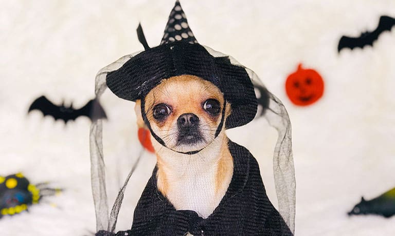 cat or dog Halloween costumes, how to pick the best Halloween costume for your pet, pet grooming near me