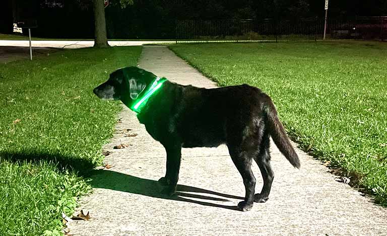 light up leash and collar for dog, how to take a dog trick-or-treating, pet salon near me