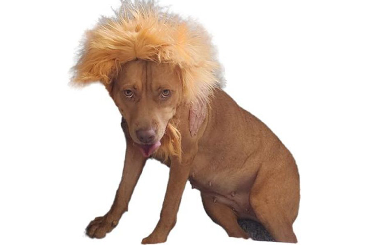 lion mane dog costume, dog grooming fort wayne