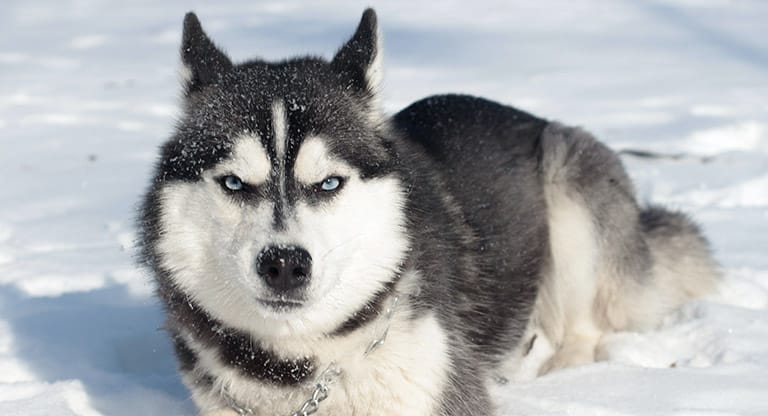 husky double-coated breed, why dogs develop a winter coat, pet grooming near me
