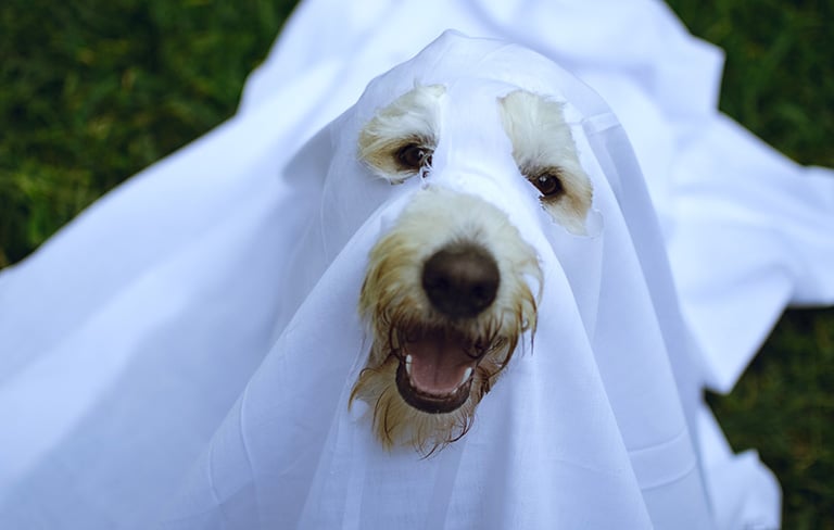 easy costume ideas for pets, dog grooming near me