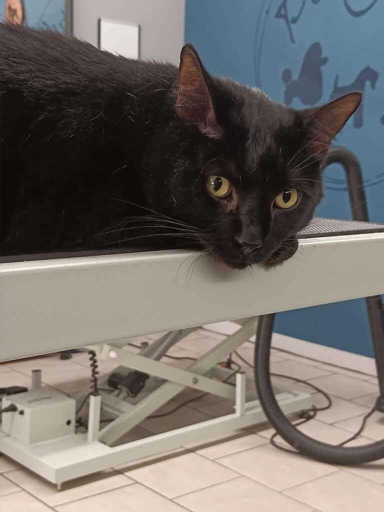 Dog Groomer in Hobart, IN Hobart Dog Grooming Services