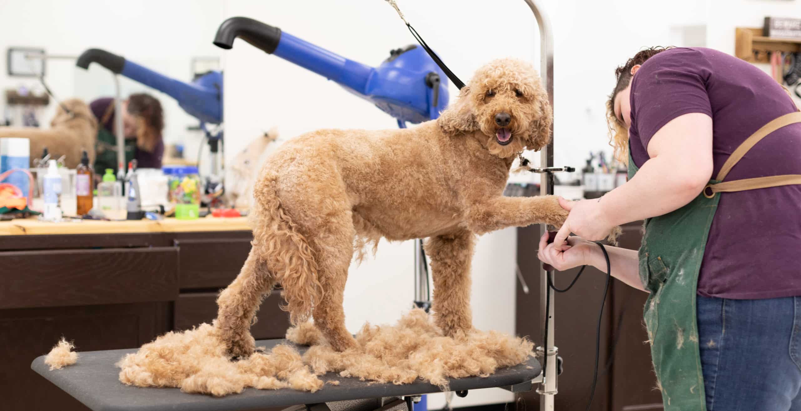Pet Grooming Fort Wayne