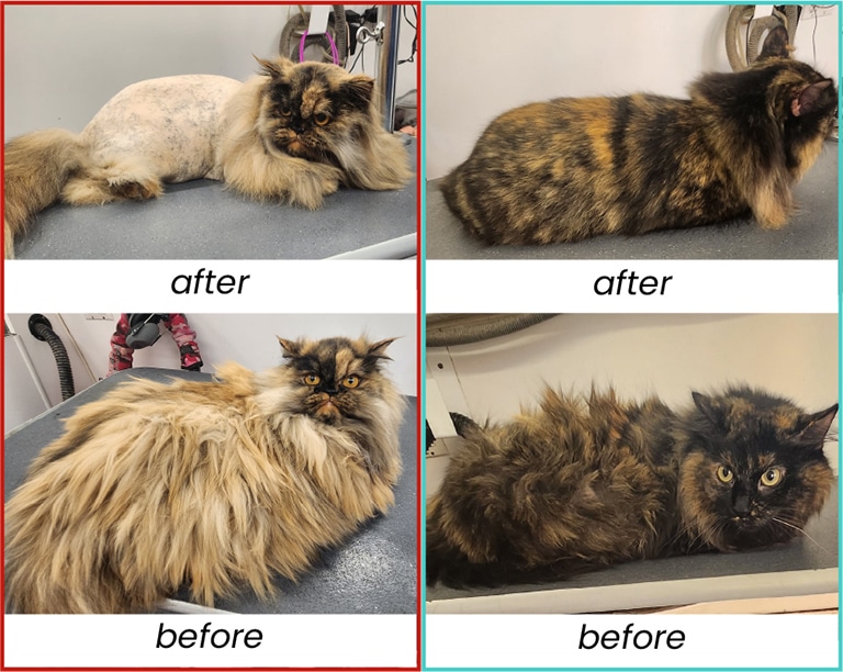 before and after cat grooming, cat grooming