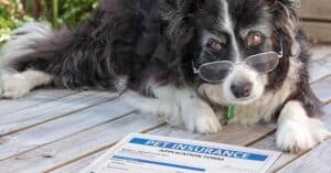 pet medical coverage, animal medical coverage, animal insurance