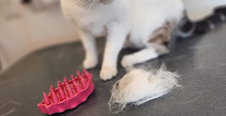 the right brushes for cats, best brushing practices for cats, pet salon near me