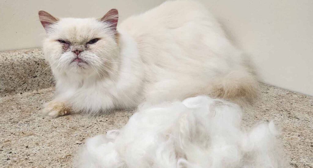 cat shedding, cat grooming, groomers near me