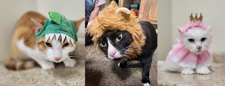 halloween costumes for cats