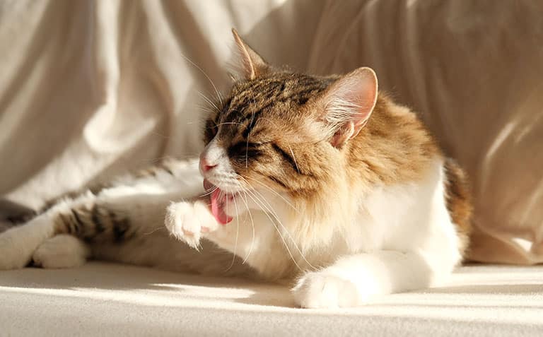 Should YOUR CAT use a lick mat? This is why we do! 