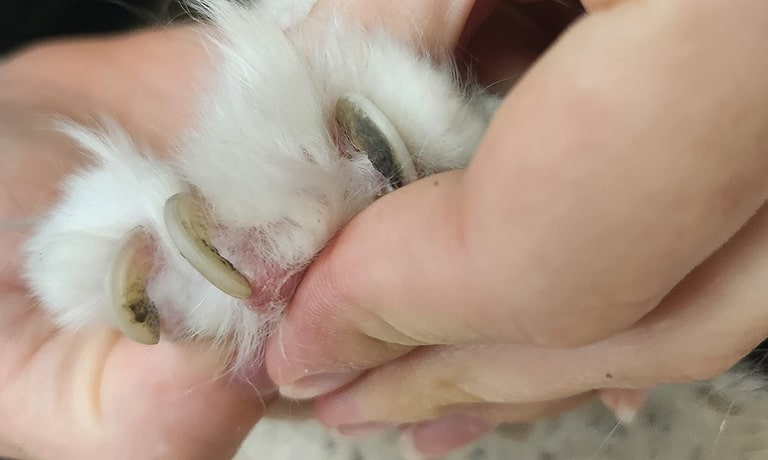 cat overgrown nails, do cat nails get cut, cat nail trimming near me