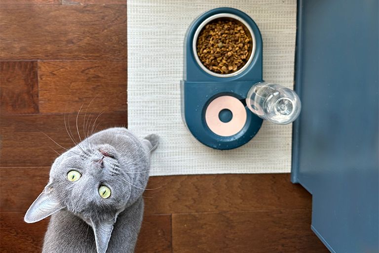 cat with cat food, DIY cat treats and food, pet grooming near me