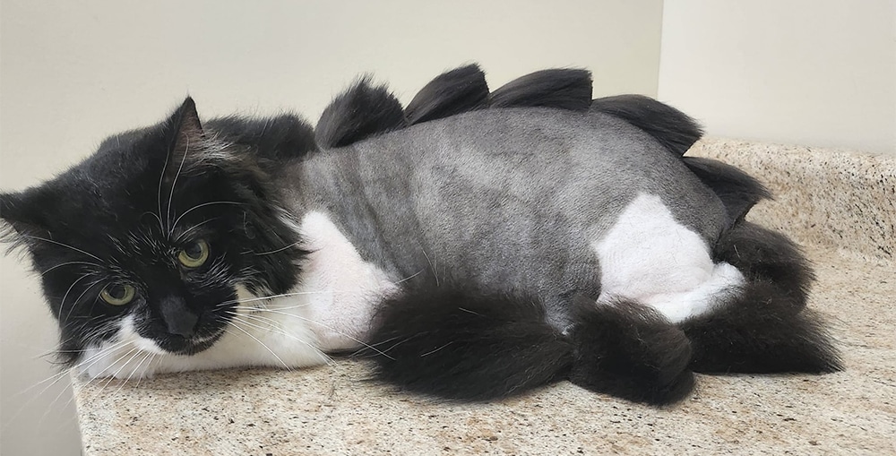 creative grooming for cats