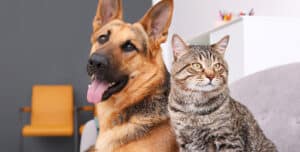 animal caregiver, dog and cat sitter, smoochie pooch