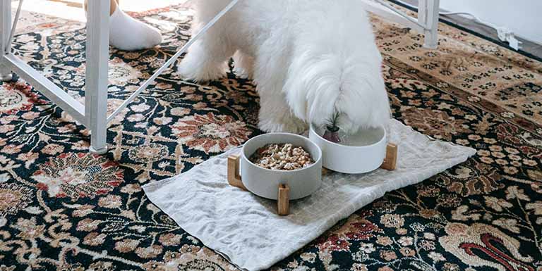 is homemade food better for pets, groomers near me