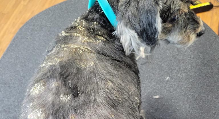 itchy flaky dog skin from allergies, dog grooming near me