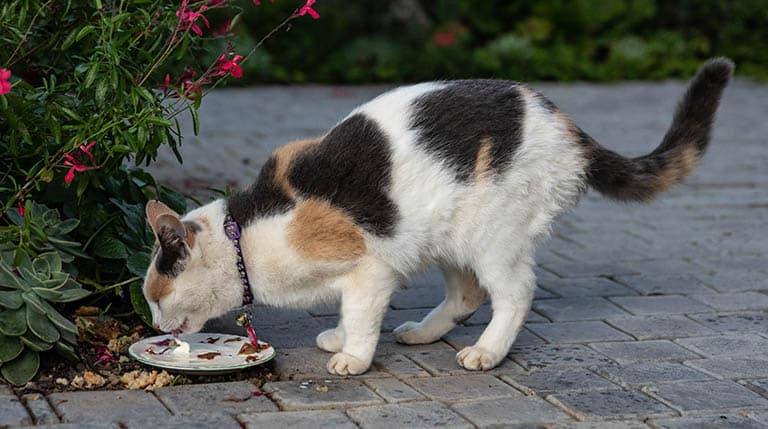 cut calorie intake for obese pet, change food for obese pet, dog grooming near me