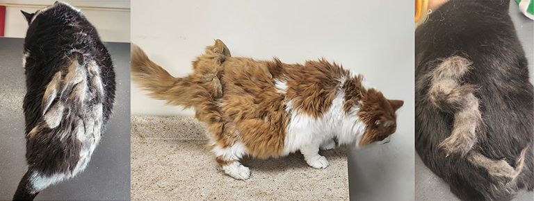 matted cats, what does a matted cat look like, cat groomers near me