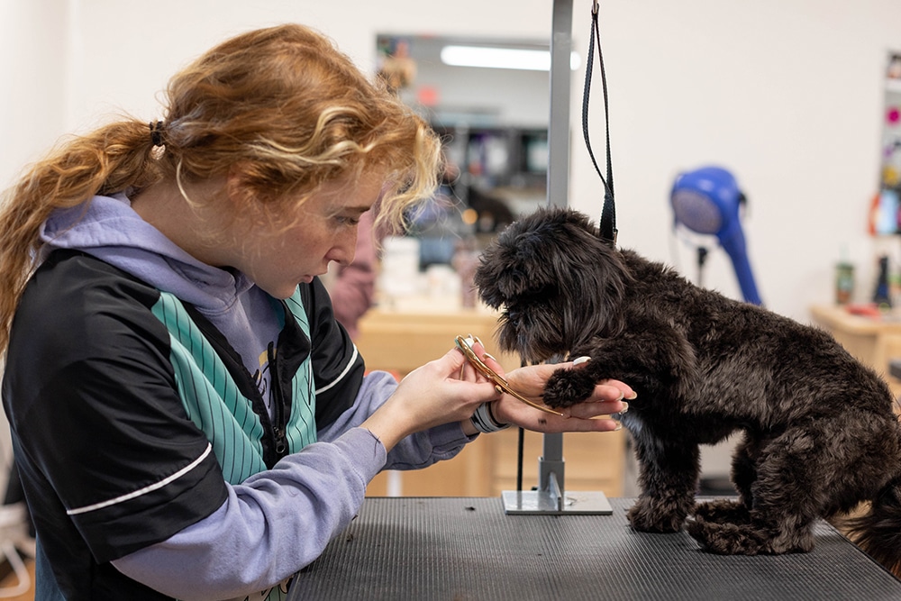 Pet Groomers Plymouth Dog Groomers Plymouth Indiana
