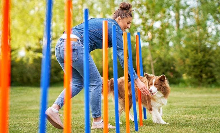 agility course, backyard obstacle for dog, cat grooming near me