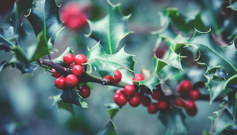 mistletoe and pets, holly and pets, toxic holiday plants to pets, dog grooming near me