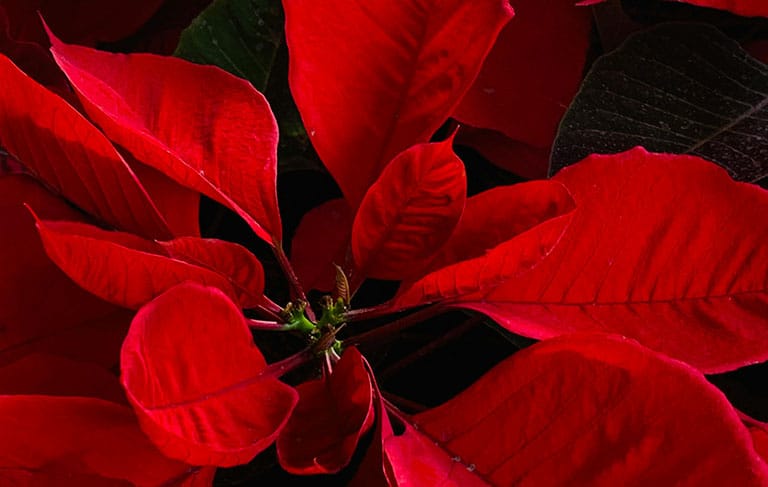 poinsettias and pets, are poinsettias toxic to cats and dogs, pet grooming near me