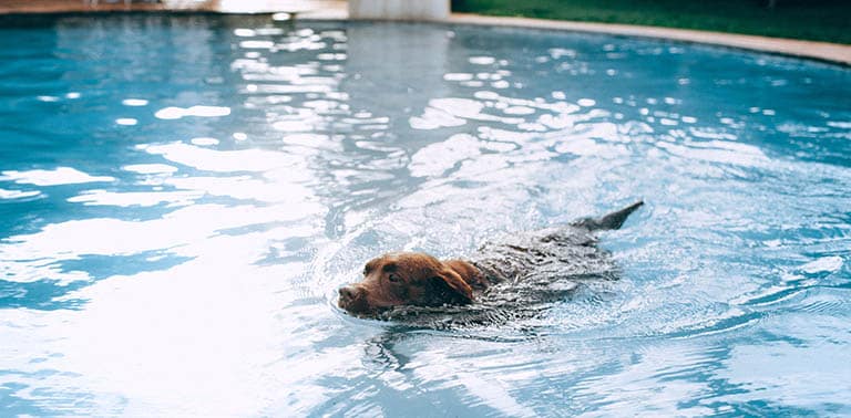 take dog swimming at beach or pool, pet grooming near me