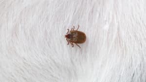 Fleas and ticks in winter, how do ticks and fleas survive the winter