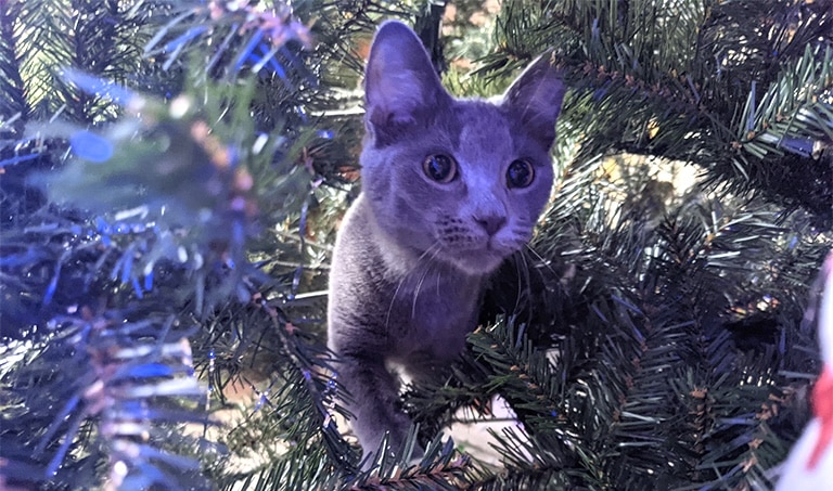 cat in Christmas tree, how to keep cats out of Christmas trees, mobile pet grooming near me