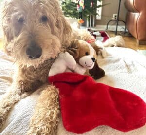 Labradoodle with their Christmas stocking