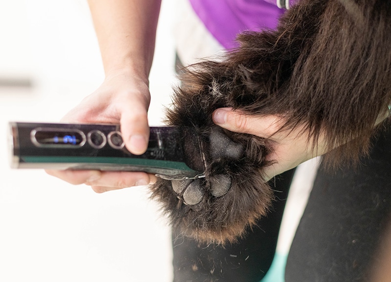 how long does dog grooming take