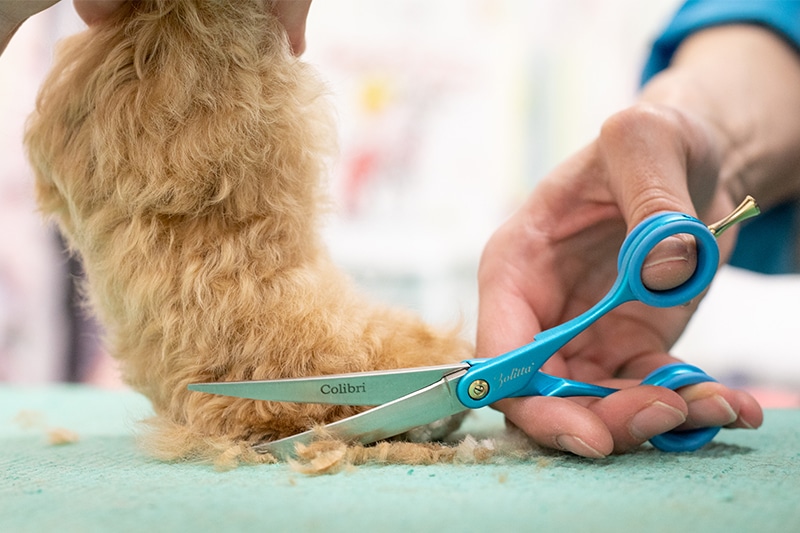 Dog Grooming Courses Smoochie Pooch Apprentice Program